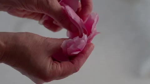 Petals Stock Footage 304156575