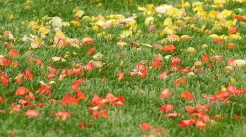 Petals on the grass Stock Footage 40619375