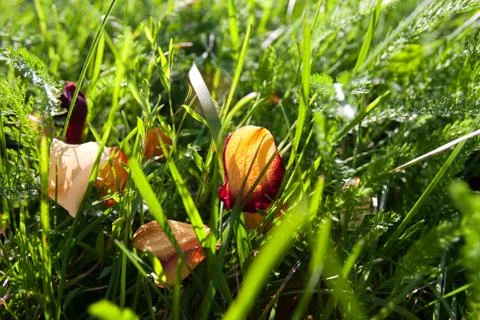 Petals in the grass Foto stock