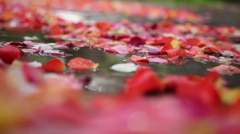 Petals on the ground after the rain 스톡 동영상 61847572