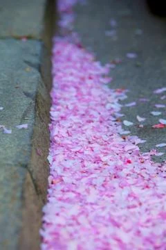 Petals on the ground Stock Photos