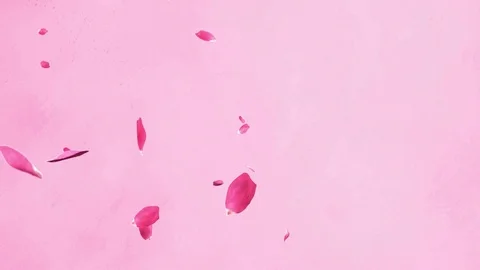 Petals HD Video stock 75425239