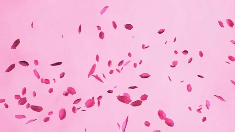 Petals HD 動画素材 75466971