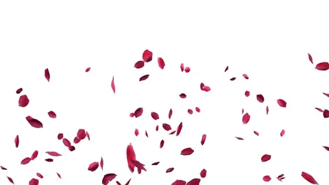 Petals HD Video stock 75467201