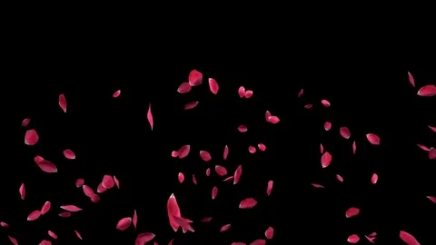 Petals HD 動画素材 75475776