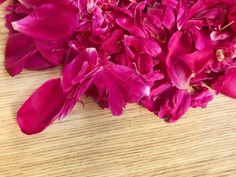 Petals of the peony. Stock Photos