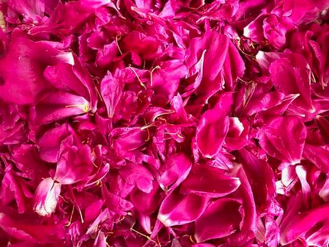 Petals of the peony. Stock Photos