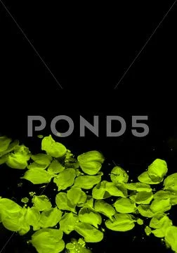Petals Stock Photos