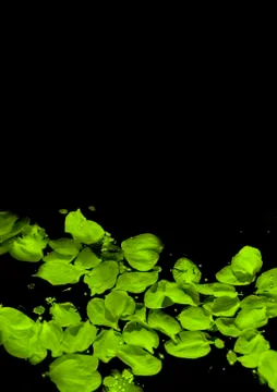 Petals 스톡 사진