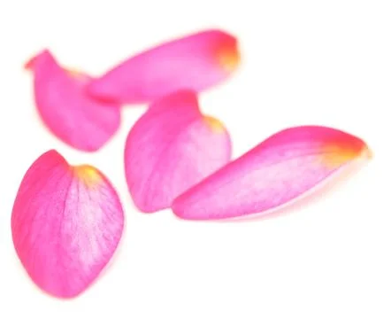 Petals Stock Photos