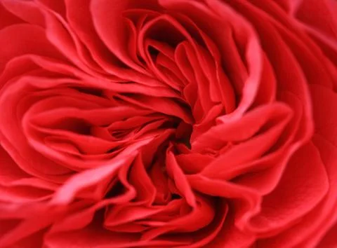 Petals Stock Photos