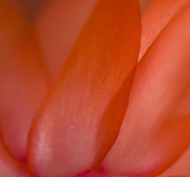 The petals Stock Photos