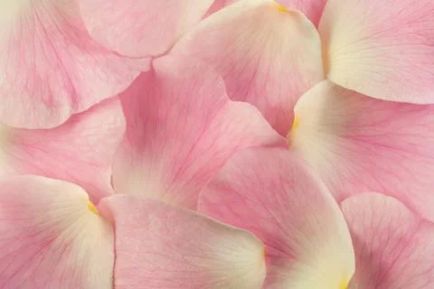 Petals Stock Photos
