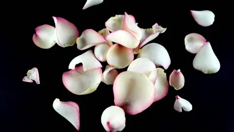 Falling pink rose petals. Valentine slow, Stock Video