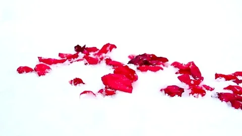 Petals of red roses on the snow Stock Footage 71565387