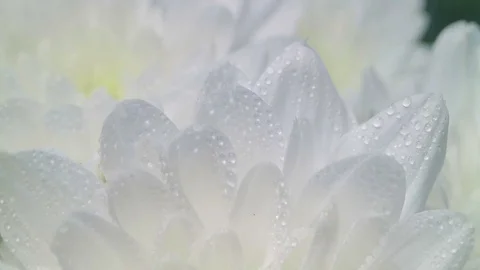 Petals of red, white and yellow chrysanthemum flowers with dew. Huge drop Video stock 80991624