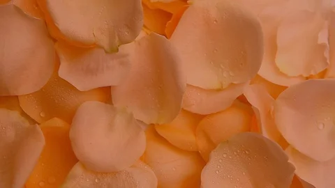 Petals rose eyes background Stock Footage 92019879