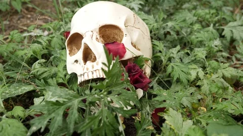 The petals of the rose fall on the skull lying on the grass. 4k, slow-motion Stock-Footage 81495529