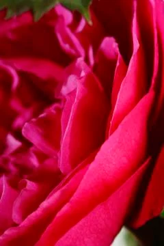 Petals of rose Foto stock