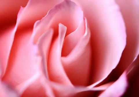 The petals of a rose Stock Photos