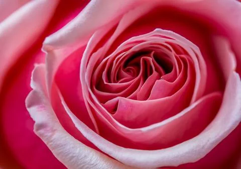 The petals of a rose Stock Photos
