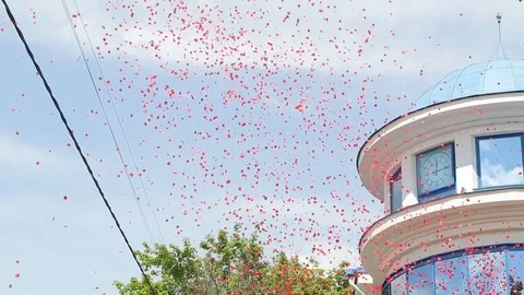 The petals of roses fly from the top down 스톡 동영상 75831581