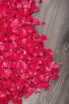 Petals of roses Stock Photos