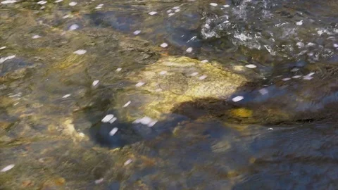 Petals of Sakura floating on water surface of stream Stock Footage 75807003