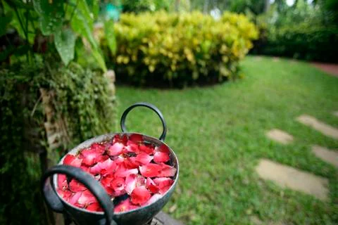 Petals for spa Stock Photos