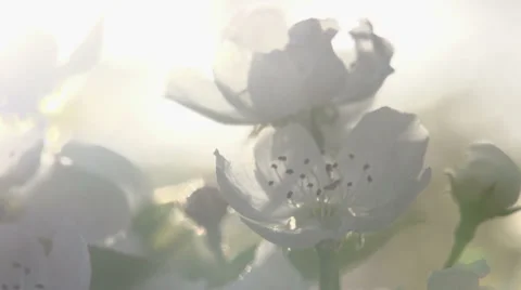 Petals in the Sun Stock Footage 38402437