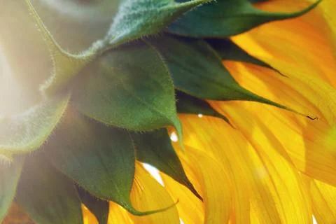 Petals of a sunflower from behind illuminated by sun backlight Stock Photos