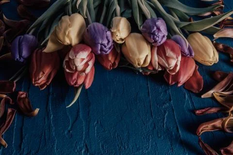 Petals on the table and a bouquet of dramatic tulips Stock Photos