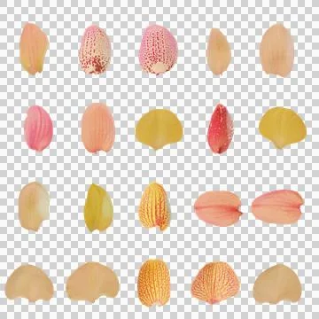 Petals transparent background Stock Illustration