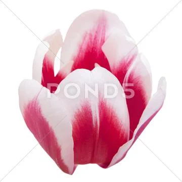 Petals of tulip Stock Photos
