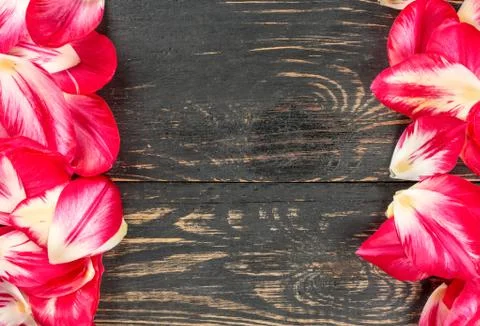 Petals of tulips Stock Photos
