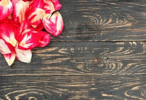 Petals of tulips Foto stock