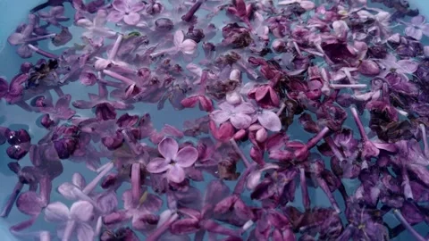 Petals in the water. Stock-Footage 241562917
