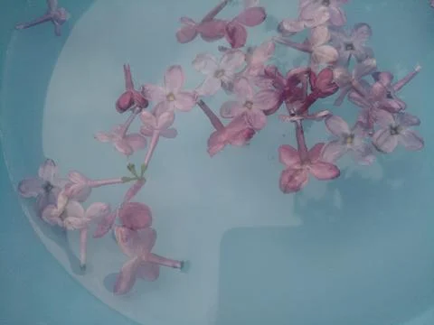 Petals on the water. Foto stock