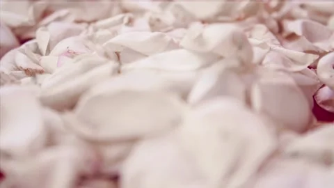  Petals of a white rose close-up. Stock Footage 88449891