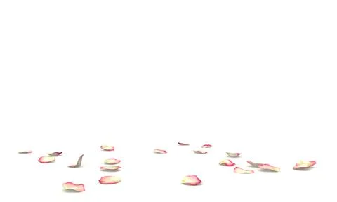 The petals of a white rose with a red border lie on the floor Stock Photos