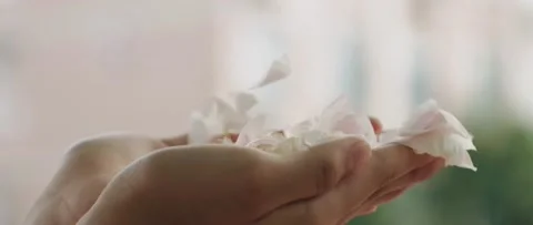 Petals In The Wind Stock Footage 157462801