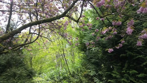 Petals in the wind Video stock 313554463