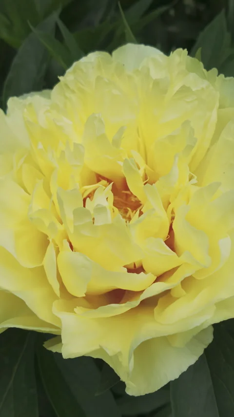 Petals of yellow Heaven Tree Peony trembling in wind Vídeos de archivo 337448525