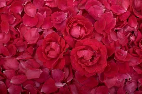 Petalsof roses Stock Photos