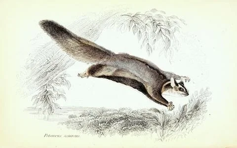 Petaurus sciureus Gleithoernchenbeutler oder Eigentlichen Gleitbeutler Historic Stock-Illustration