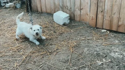 Pet.Dog. Stock Footage 238087879