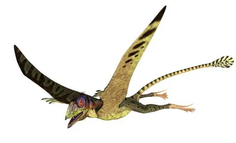 Peteinosaurus Flying Stock Illustration