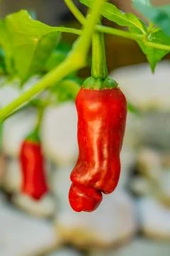 The peter pepper (Capsicum annuum), chili pepper that is best known for its i Stock Photos