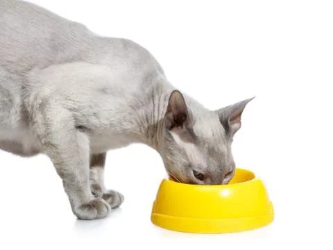 Peterbald cat eating Foto stock