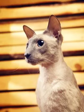 Peterbald cat on hayloft Stock Photos